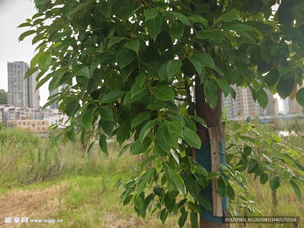 绿叶繁茂的独立树木