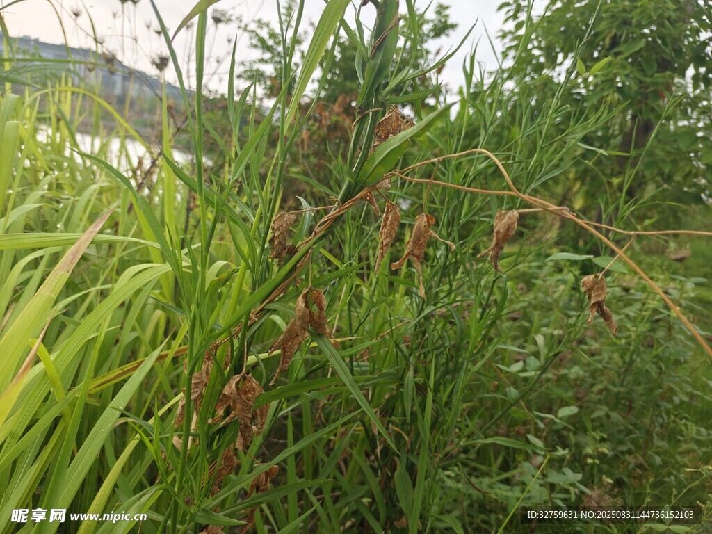 繁茂绿植中的棕红植物