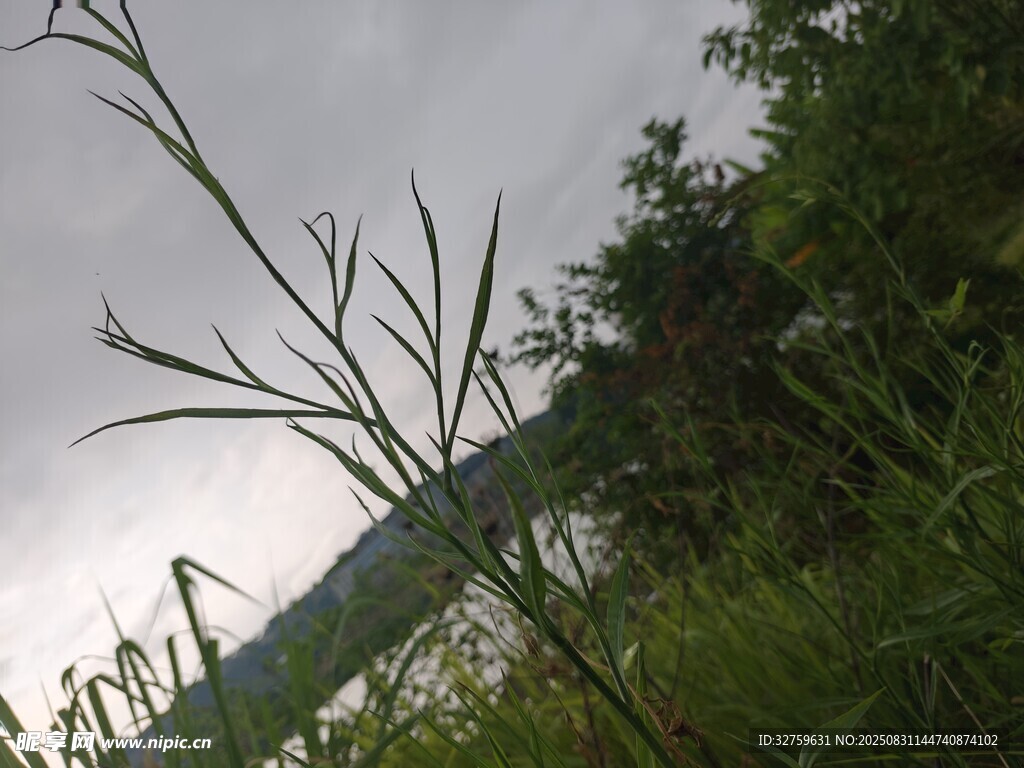 野外绿植与远山景致