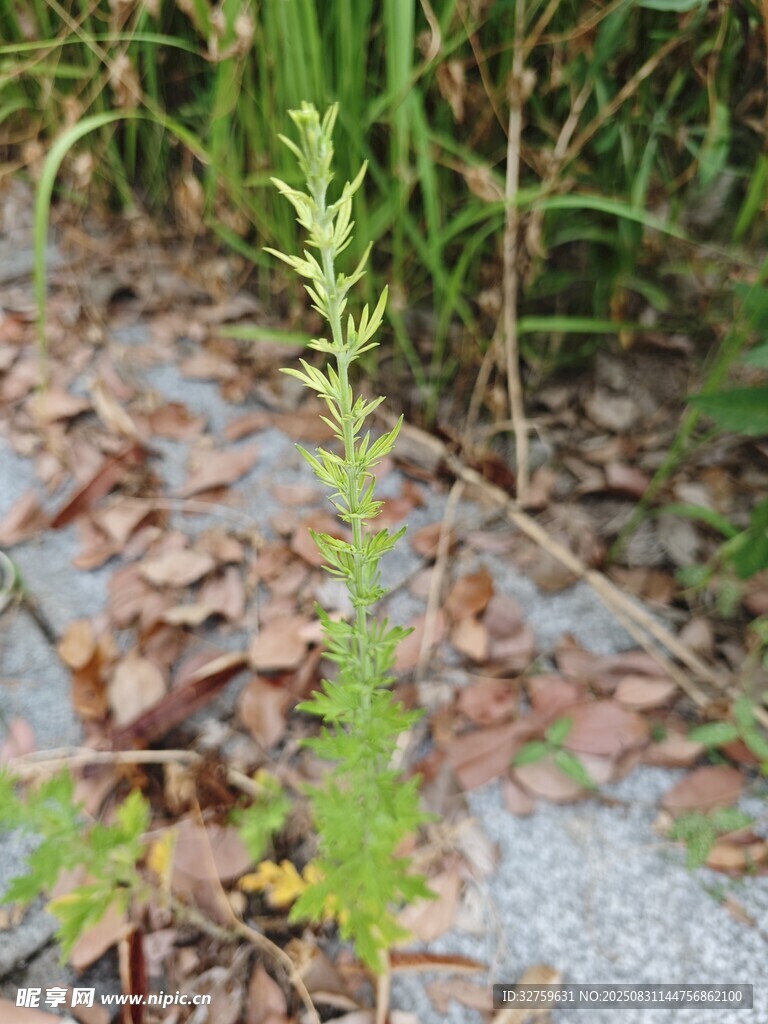 野外生长的绿色植物