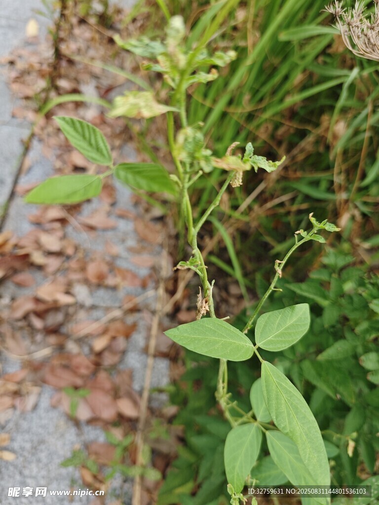 水边生长的嫩绿植物