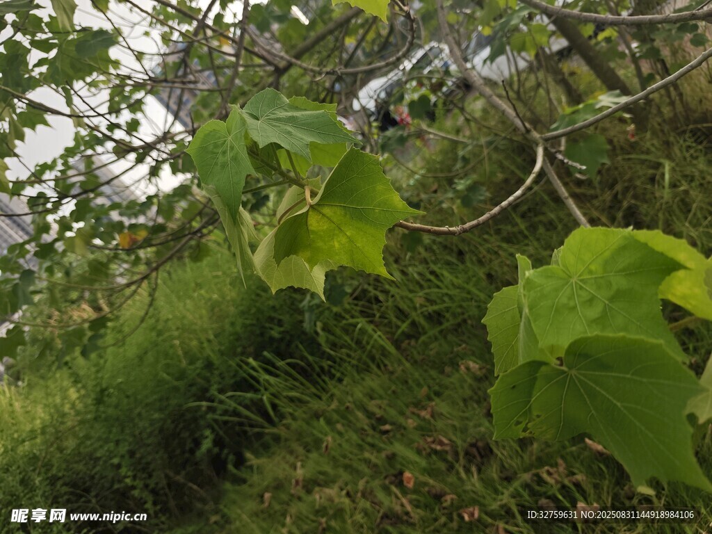 绿叶藤蔓缠绕的自然景象