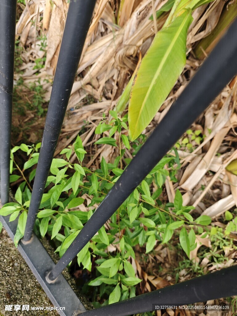 透过栏杆看蓬勃生长植物