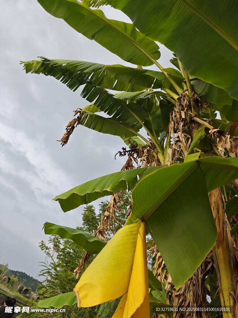 香蕉树上的黄色香蕉