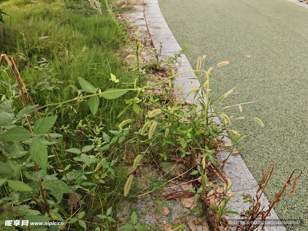 河边繁茂绿植景象
