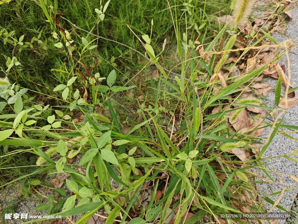 野外生长的绿色植物