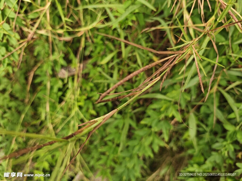 翠绿植物的细节特写
