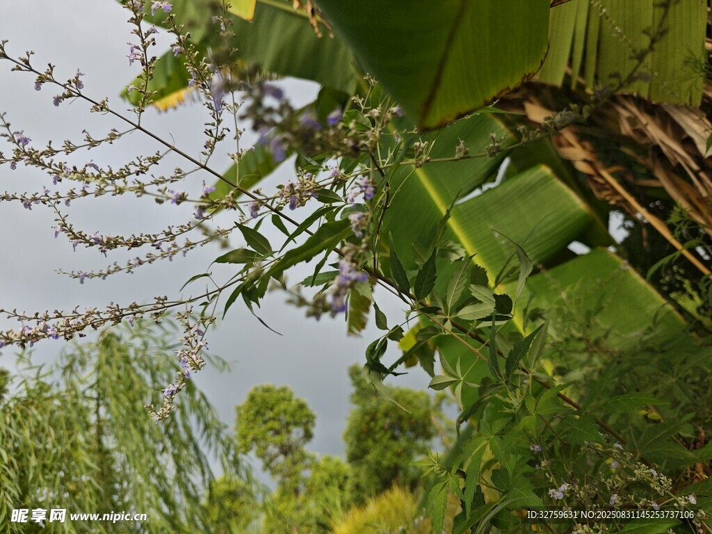 繁茂绿植景观