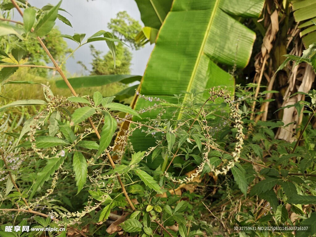 繁茂绿植景观