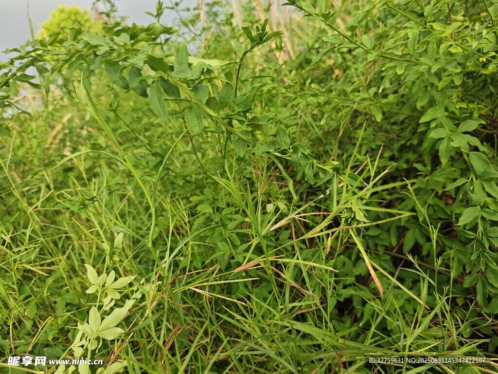 野外丛生的绿色杂草
