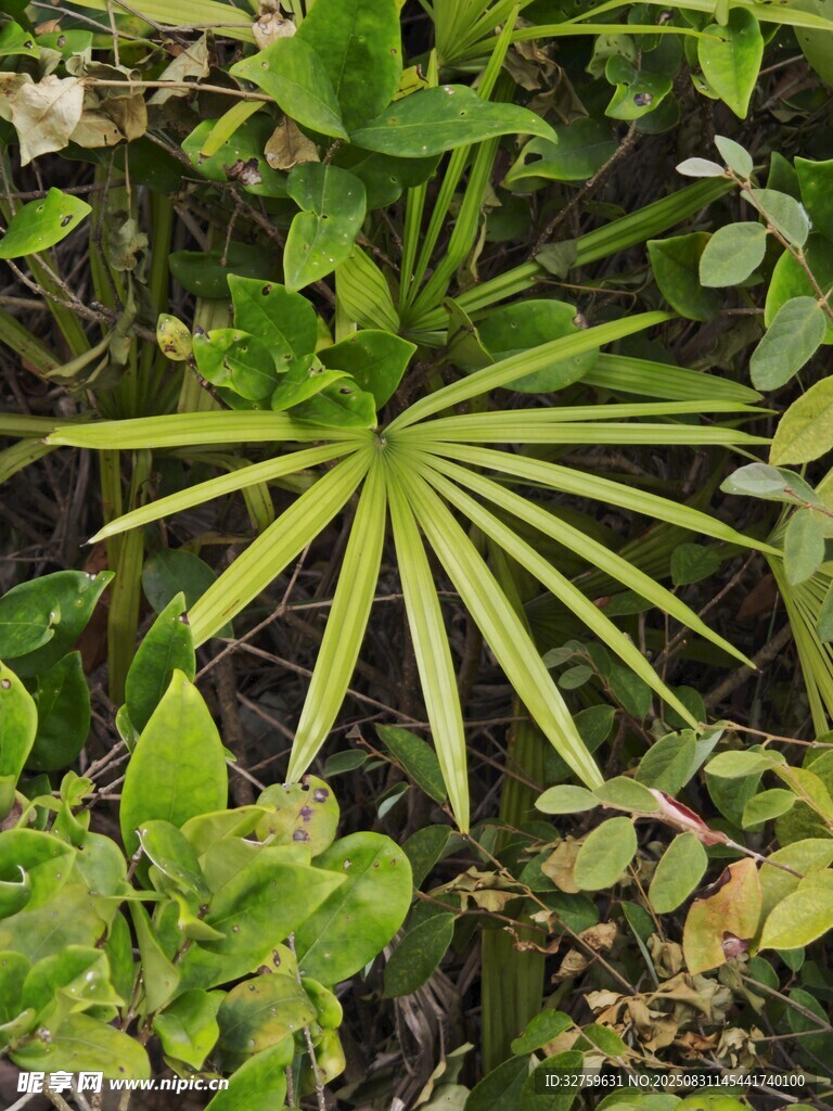翠绿扇形叶片植物特写