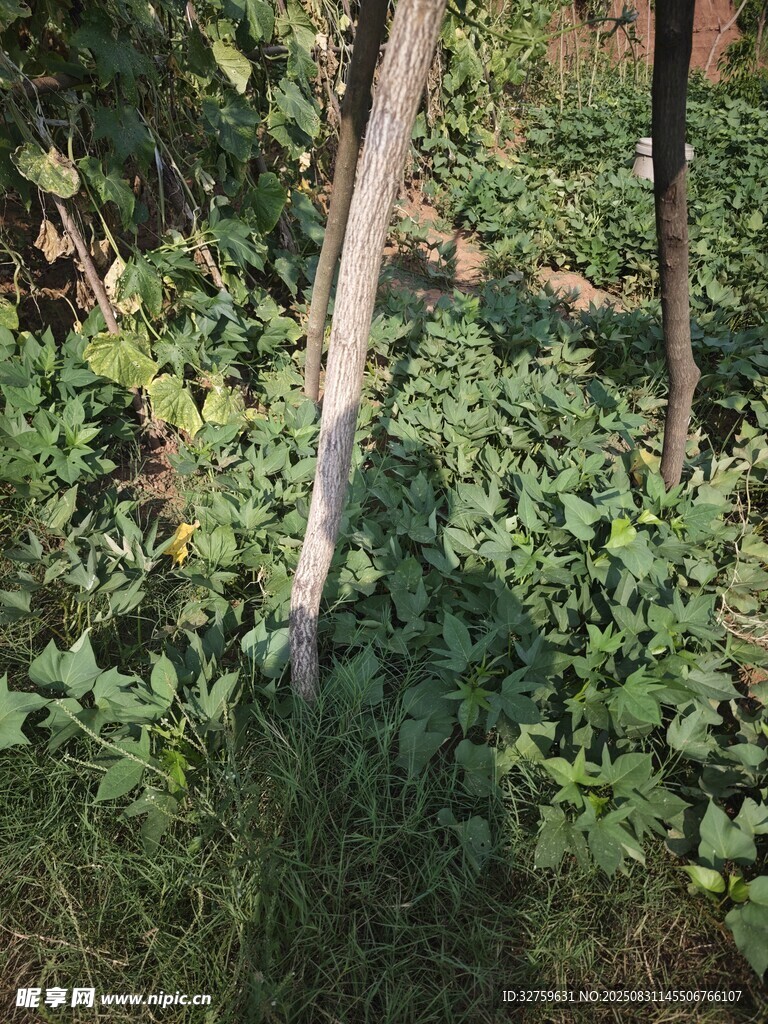 户外绿植中的一根木杆