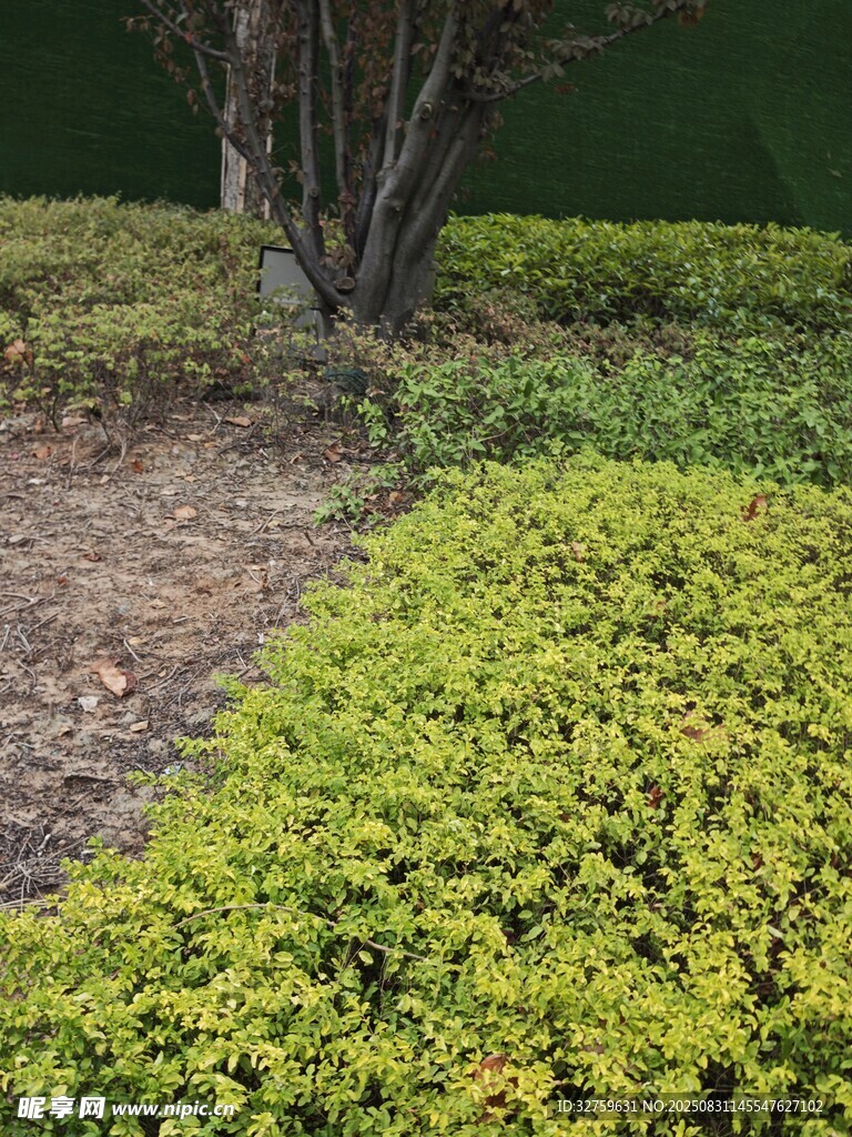 绿意盎然的灌木景观
