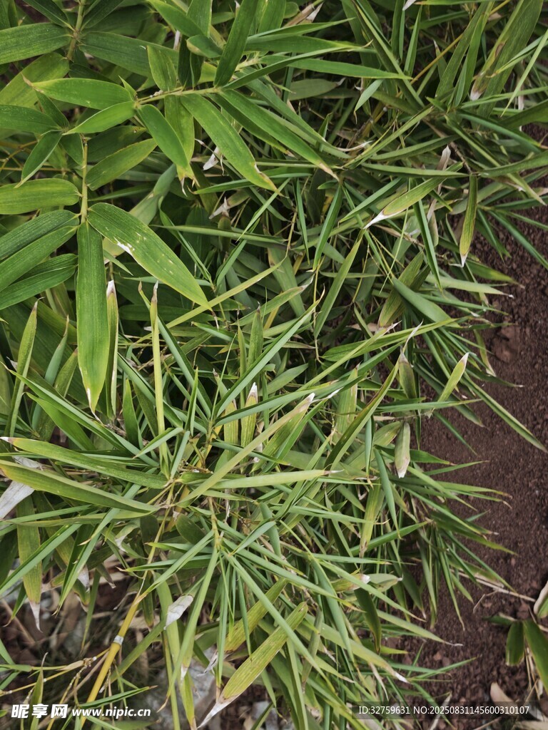 翠绿丛生的细长叶片植物
