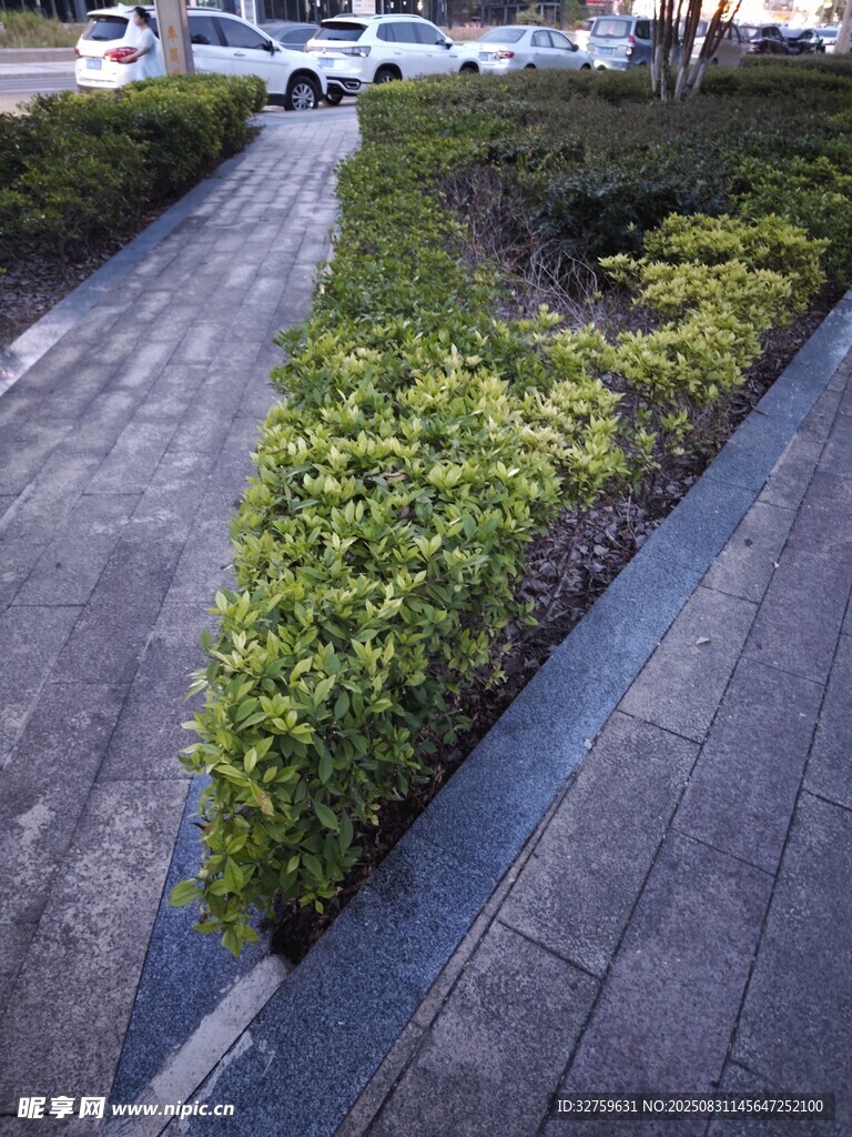 路边绿植景观