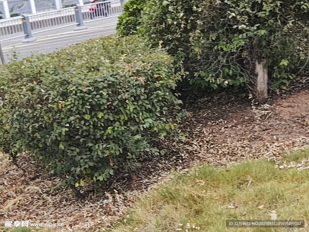 路边修剪整齐的绿色灌木丛