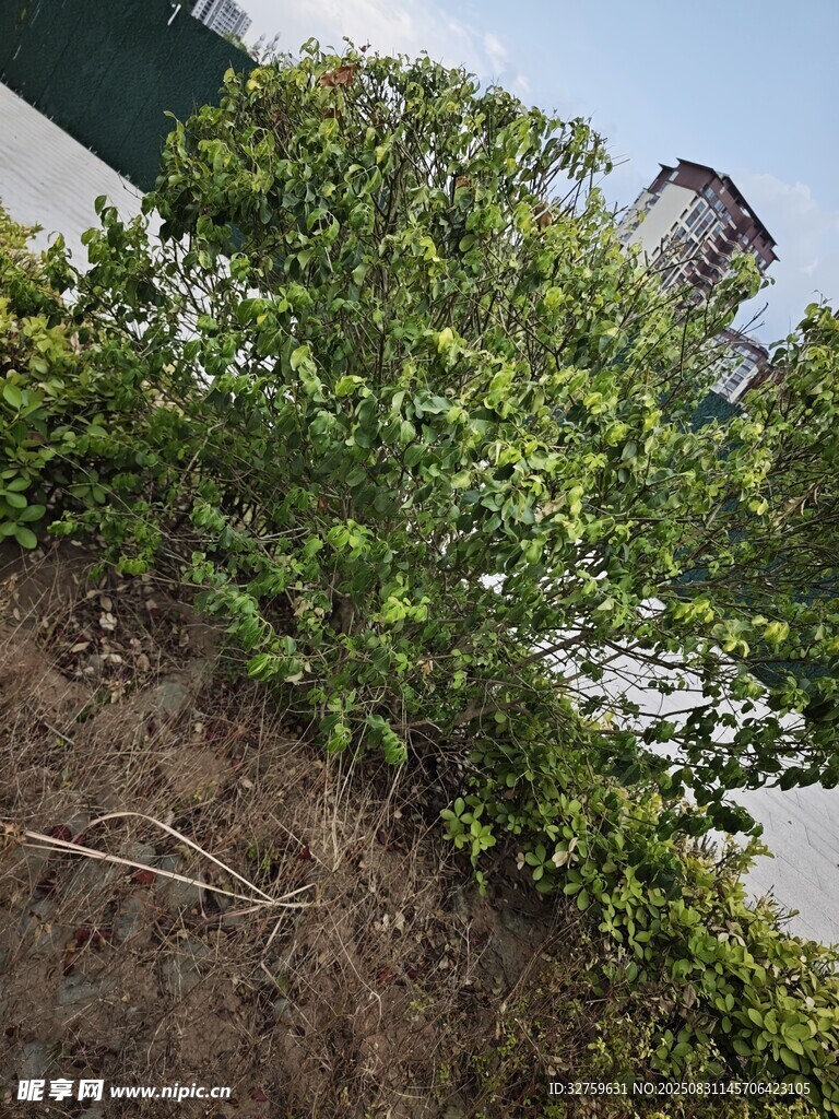 路边繁茂绿植