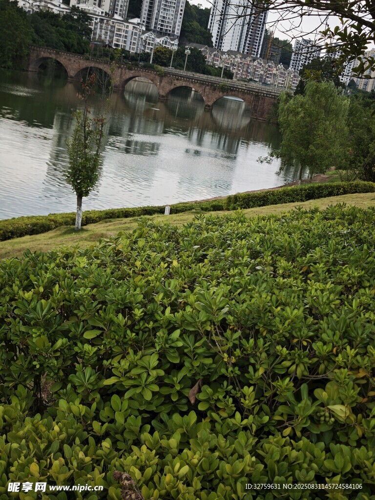 河畔绿植与远处城市景观