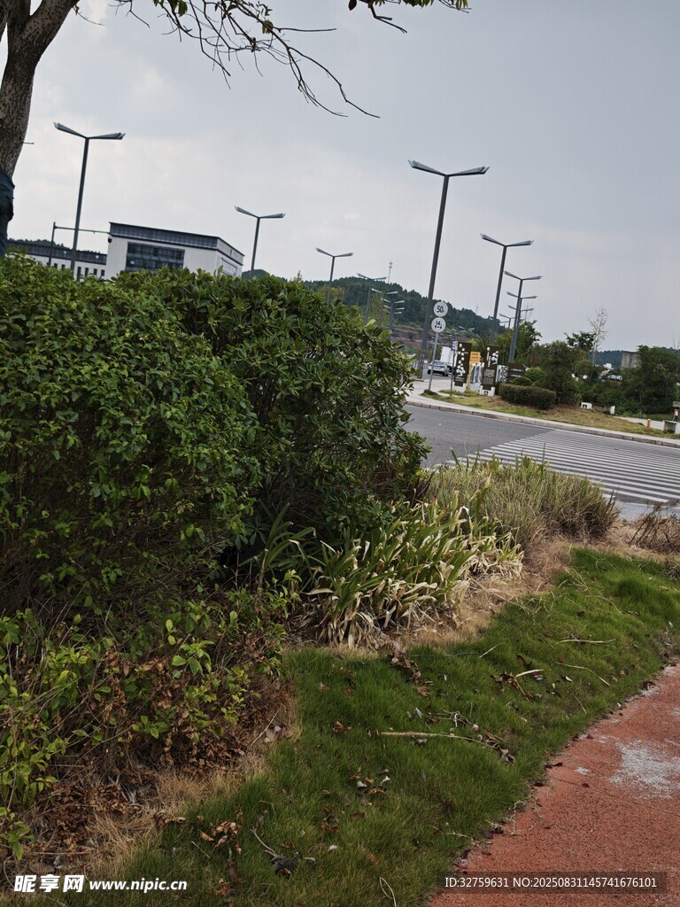 路边绿植景观