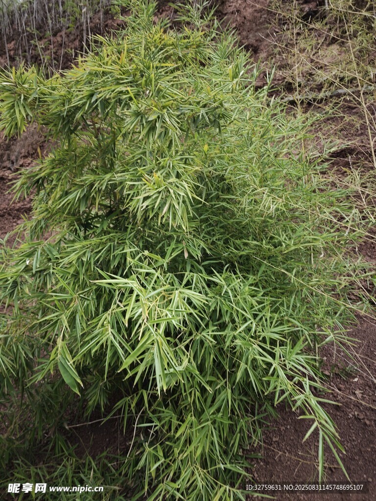 翠绿竹子生机勃勃