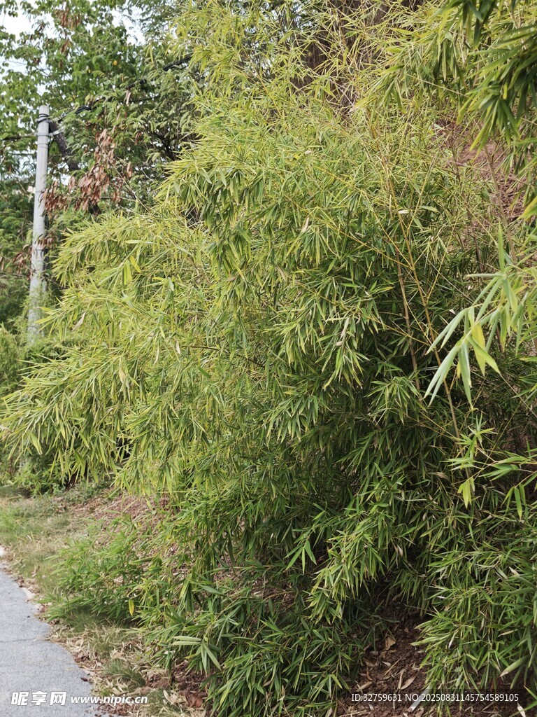 路边葱郁竹林景观