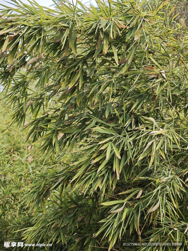 翠绿竹林枝叶繁茂景象