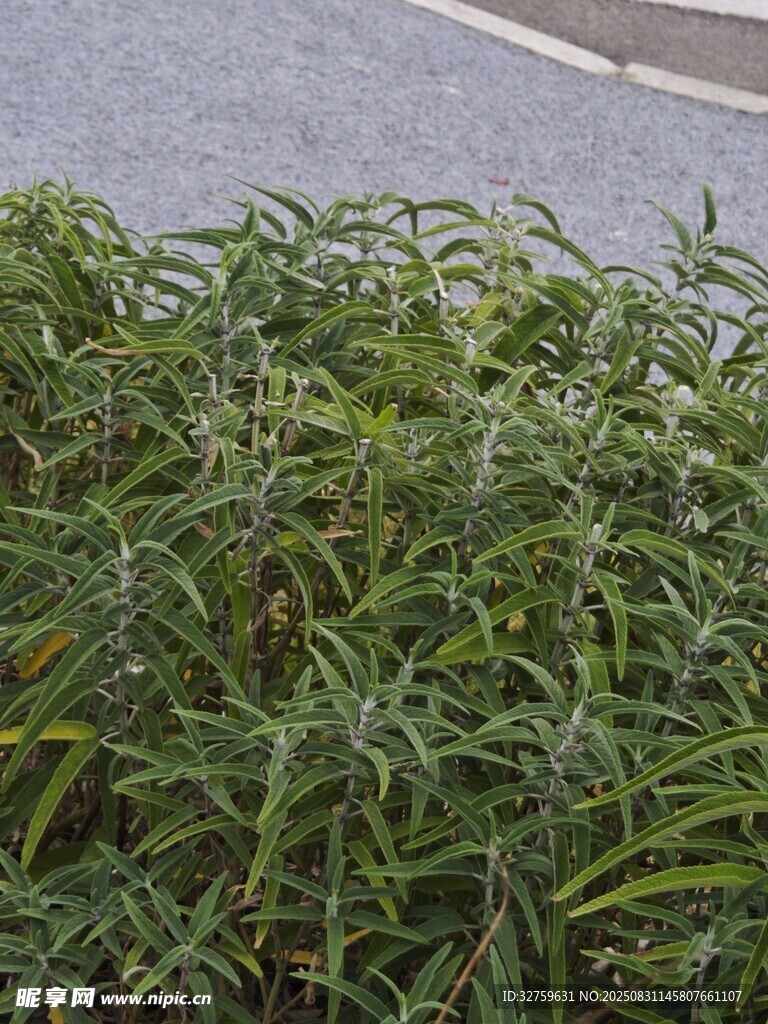 路边翠绿繁茂的丛生植物