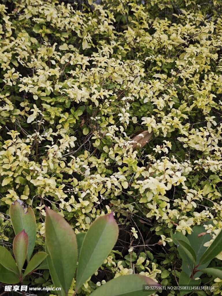 绿叶白花植物景观