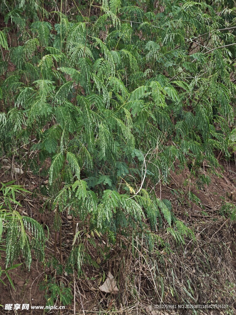 翠绿植物生长于泥土间