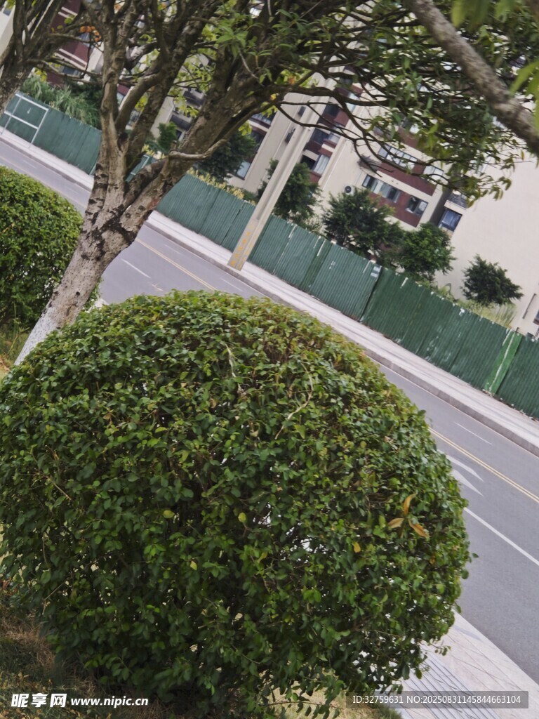 路边修剪整齐的球形绿植