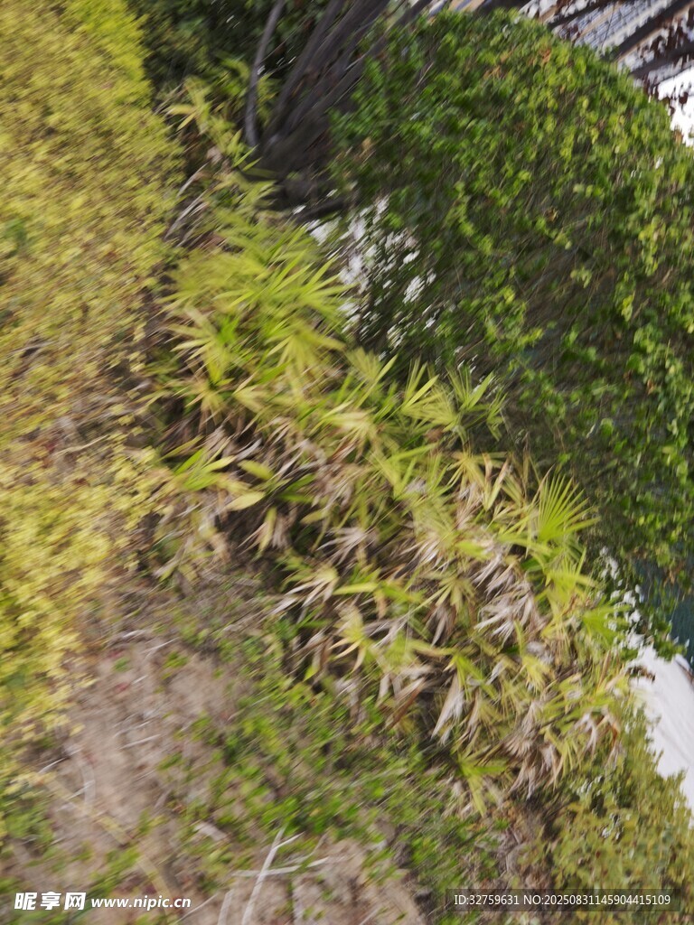 野外繁茂绿植景观