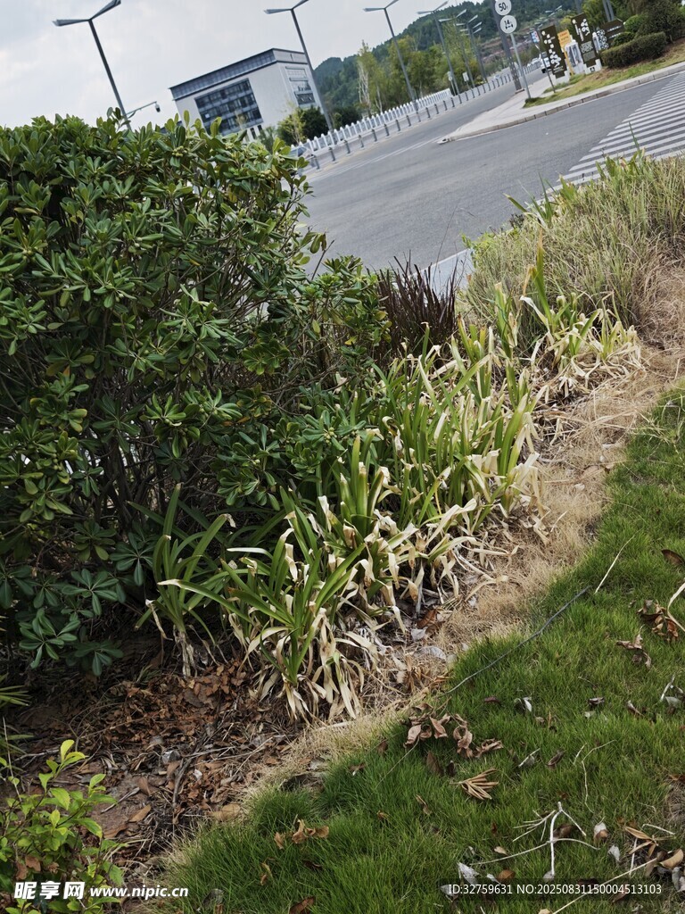 路边绿植景观