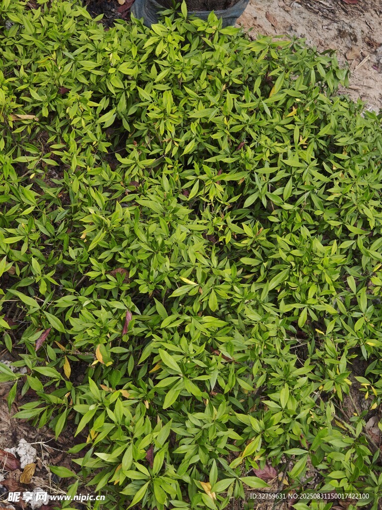 嫩绿繁茂的植物群落