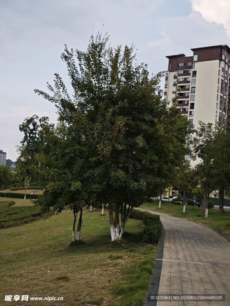 城市公园中的绿树与步道