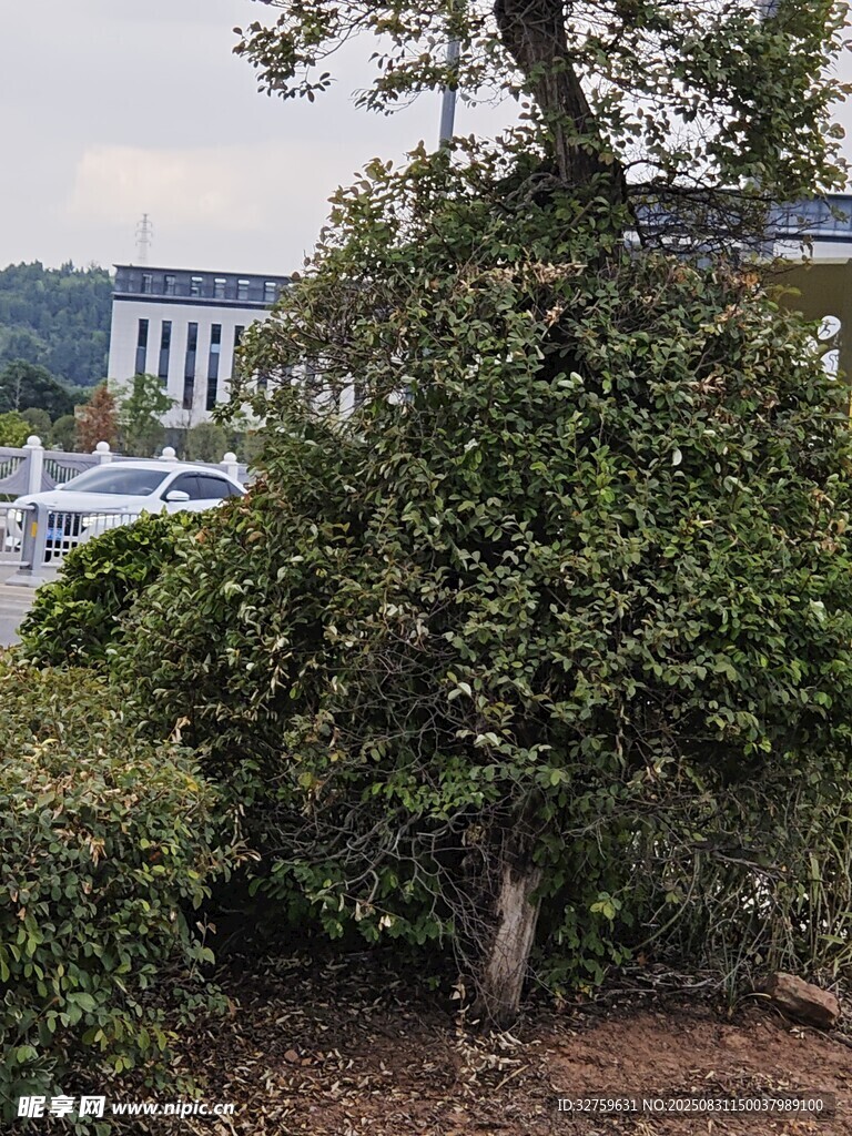 繁茂绿植旁的建筑景观
