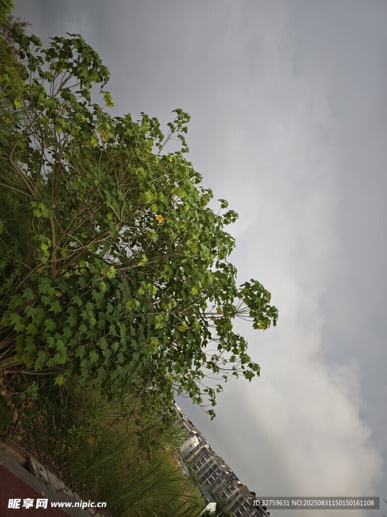 阴天里的葱郁绿树