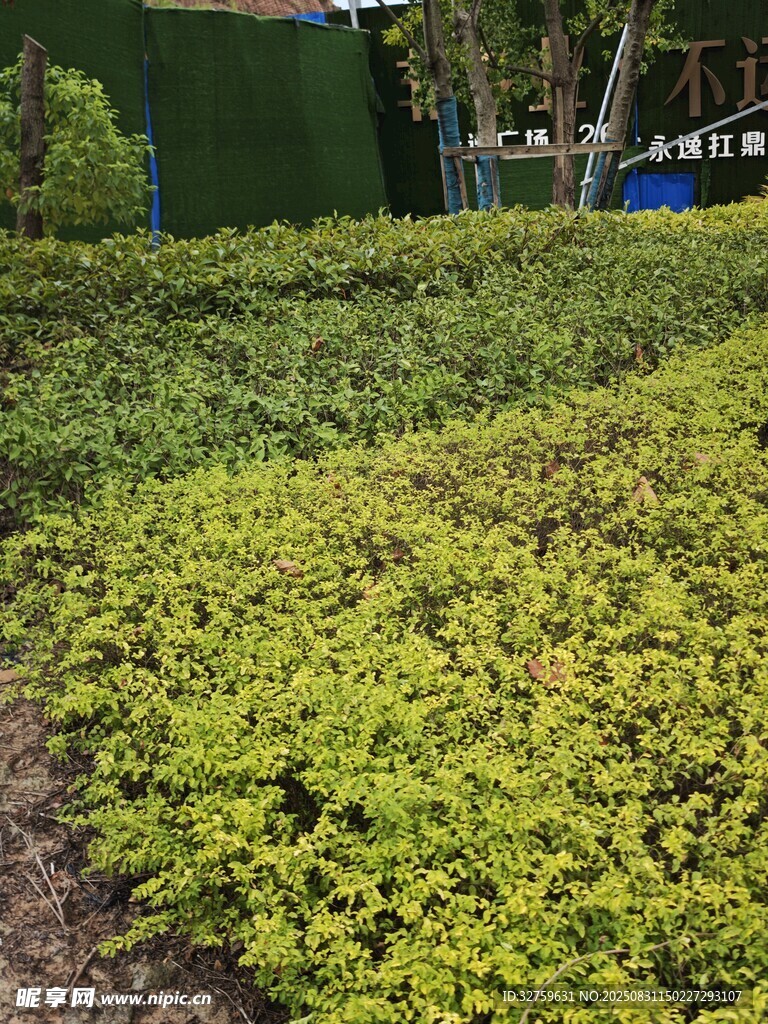 翠绿繁茂的低矮绿植景观