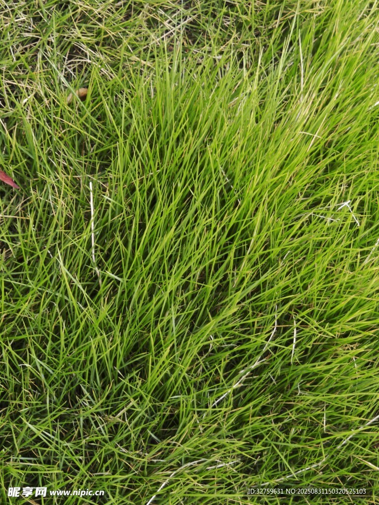 翠绿茂密的青草