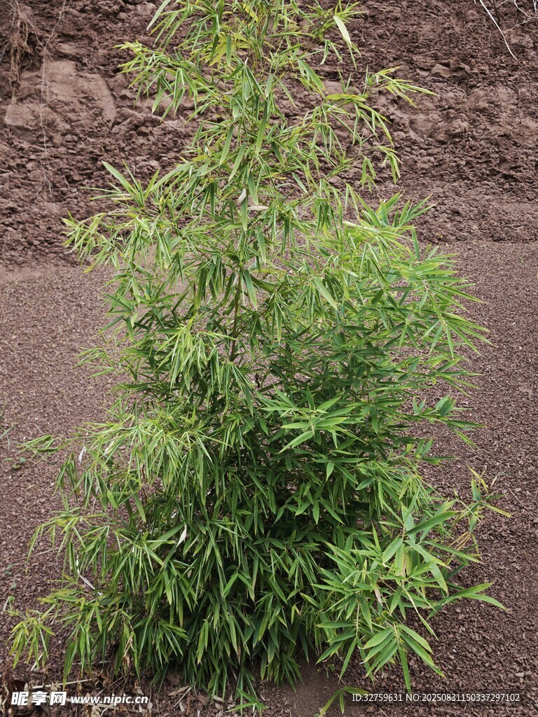 翠绿蓬勃的小型竹类植物