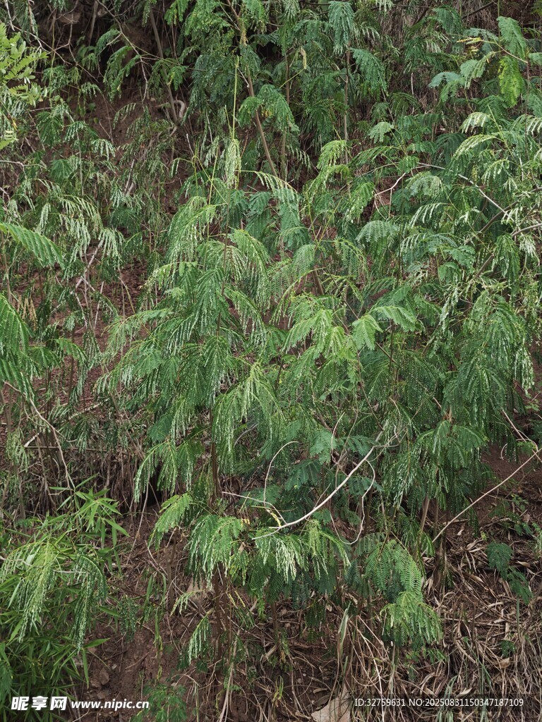 茂密绿植景观