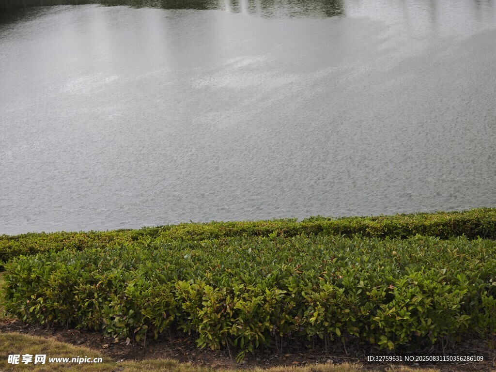 湖畔绿植景观