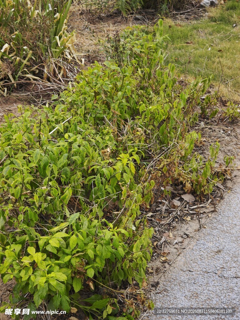 路边繁茂绿植景观