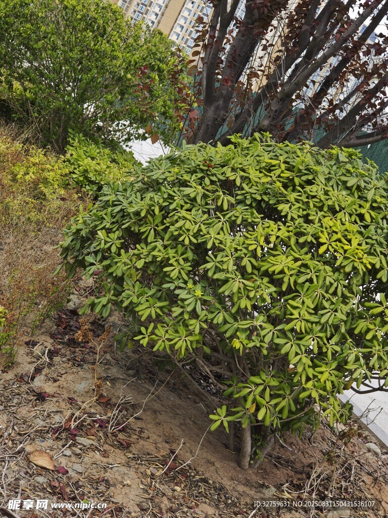 翠绿灌木景观