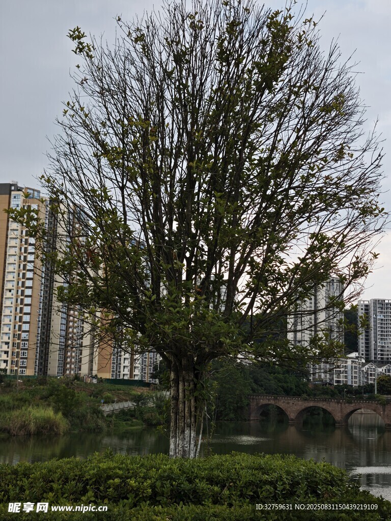城市河畔大树与高楼景观