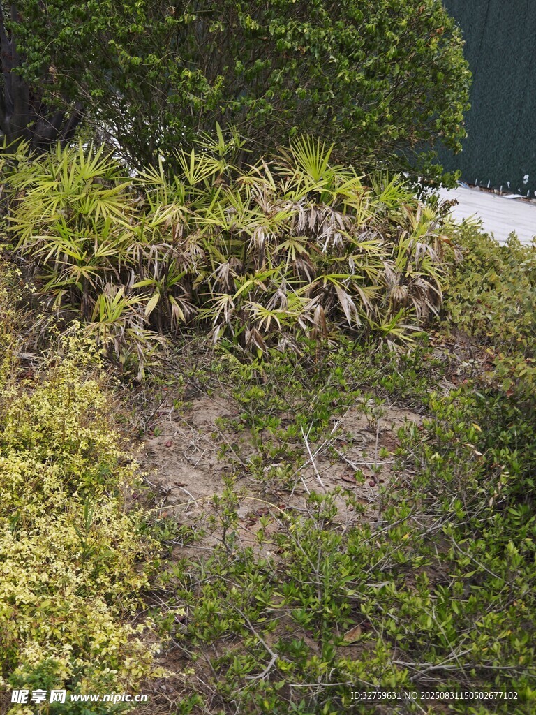 户外繁茂绿植景观
