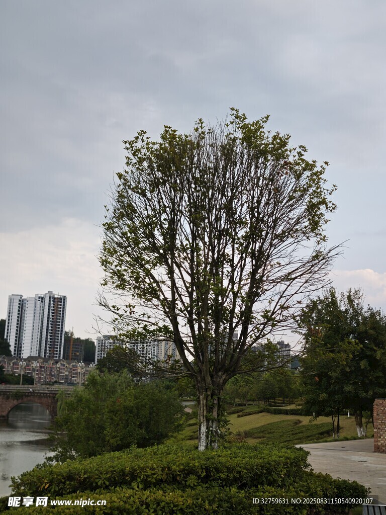 城市河畔绿树景观