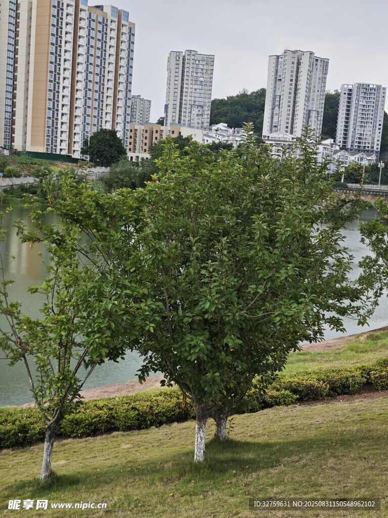 湖畔绿树与城市建筑景观