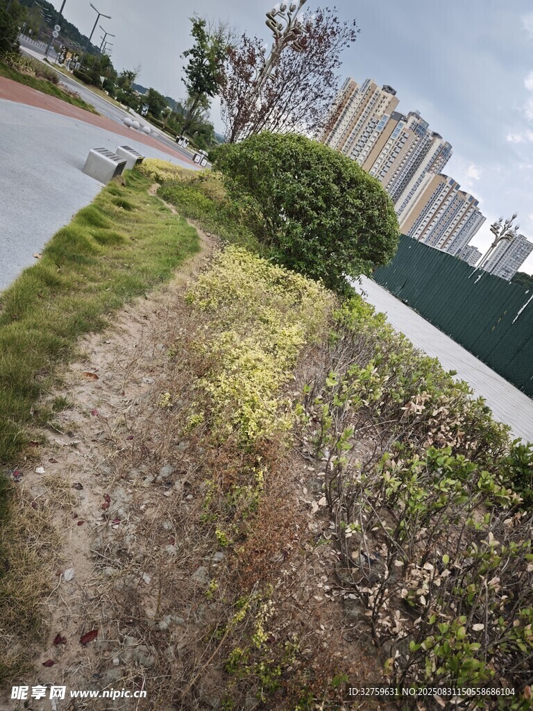路边草地景象