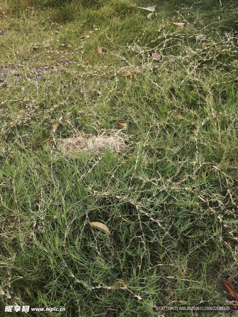 野外茂盛的绿色杂草