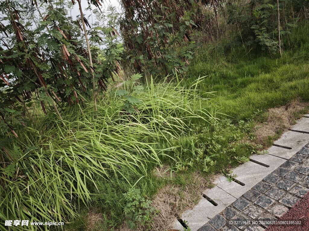 小径旁的葱郁草丛